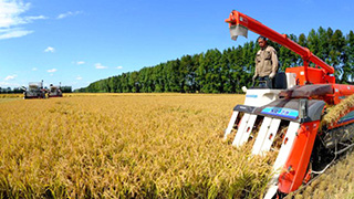 nongken system 农垦系统 nóngkěn xìtǒng